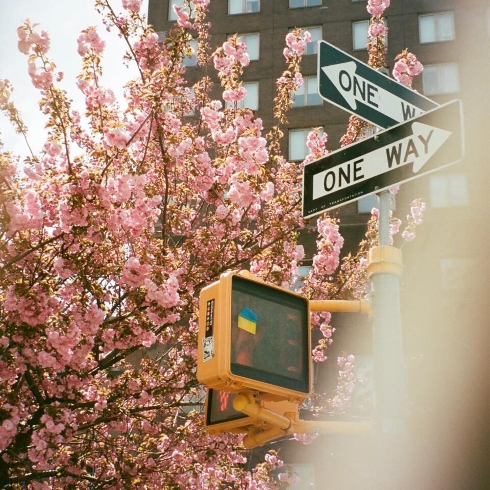 Gelbes Zebrastreifen-Signal und Einbahnstraßenschilder an einem blühenden rosa Baum in der Stadt.