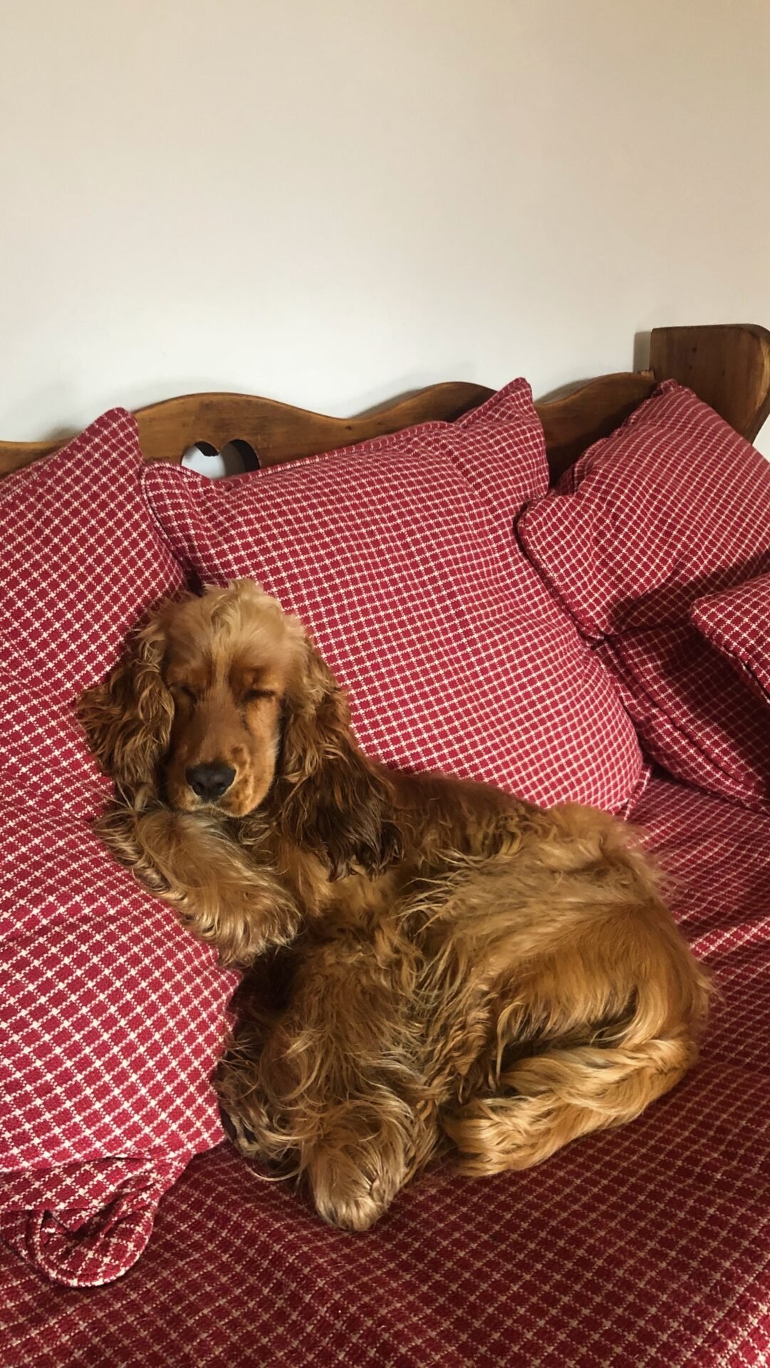 Ein brauner Cockerspaniel macht ein Nickerchen, während ein Online-Geschäftsinhaber in der Nähe auf rot karierten Kissen arbeitet.