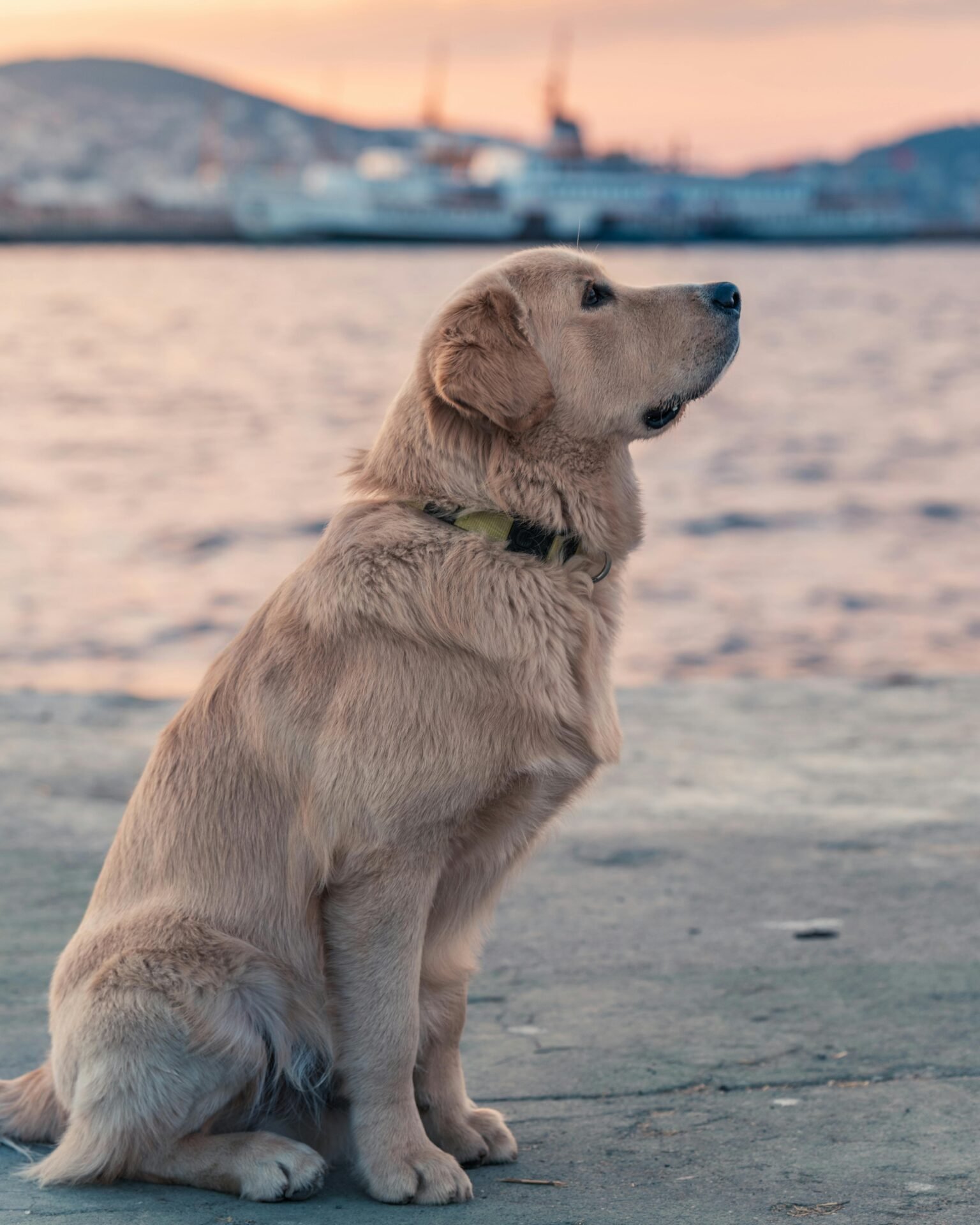 Ein glücklicher Golden Retriever sitzt bei Sonnenuntergang auf einer Betonfläche am Wasser. Der Blick des Hundes ist nach oben gerichtet, im Hintergrund sind das Wasser und ein entferntes Schiff leicht unscharf zu sehen. Der Himmel leuchtet in zarten Rosa- und Orangetönen.