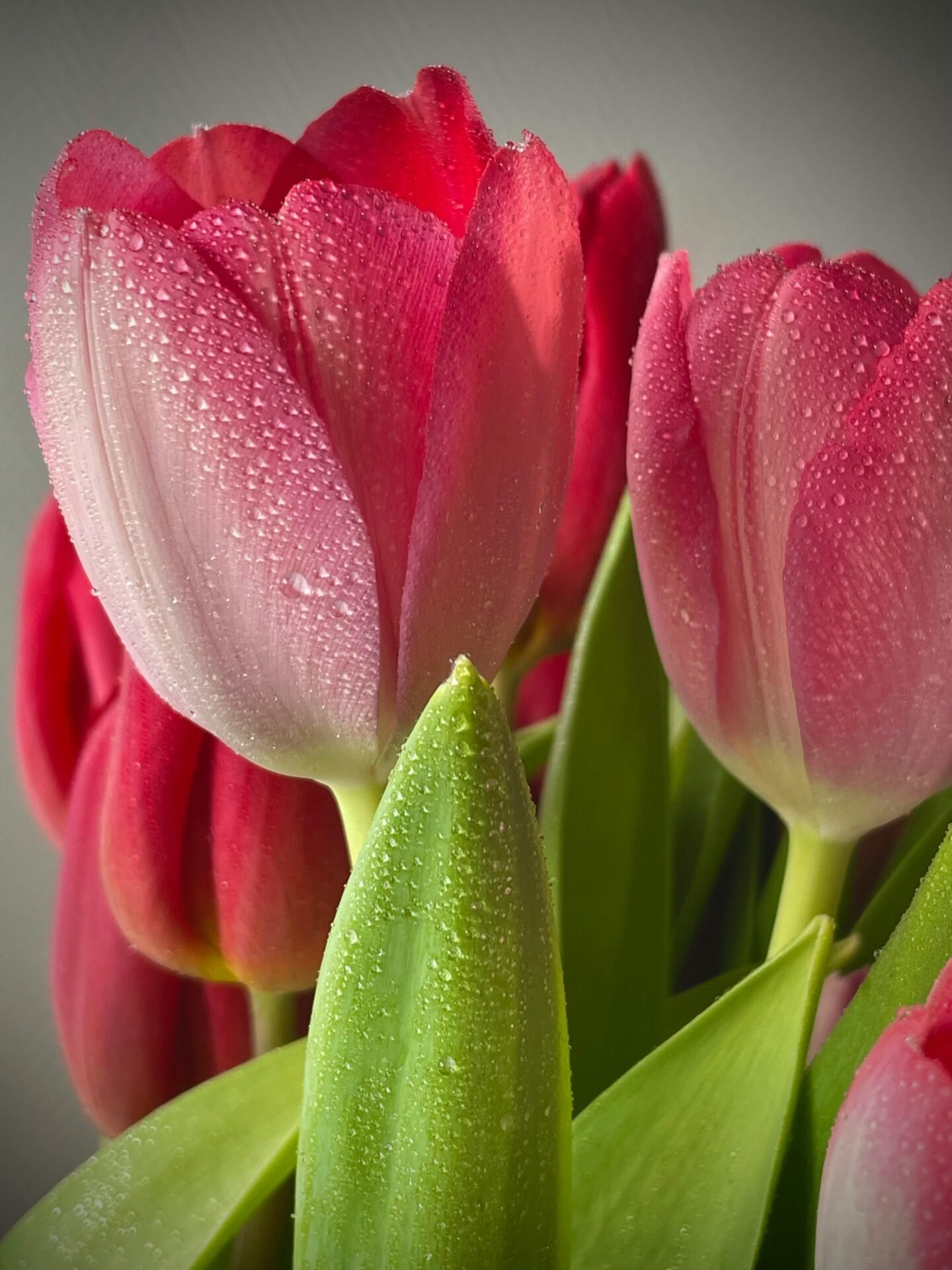 Pinke Tulpen mit Kondenswasser - ein Symbol für Zuhause, was für viele zum Finden ihres Lebensziels dazugehört.