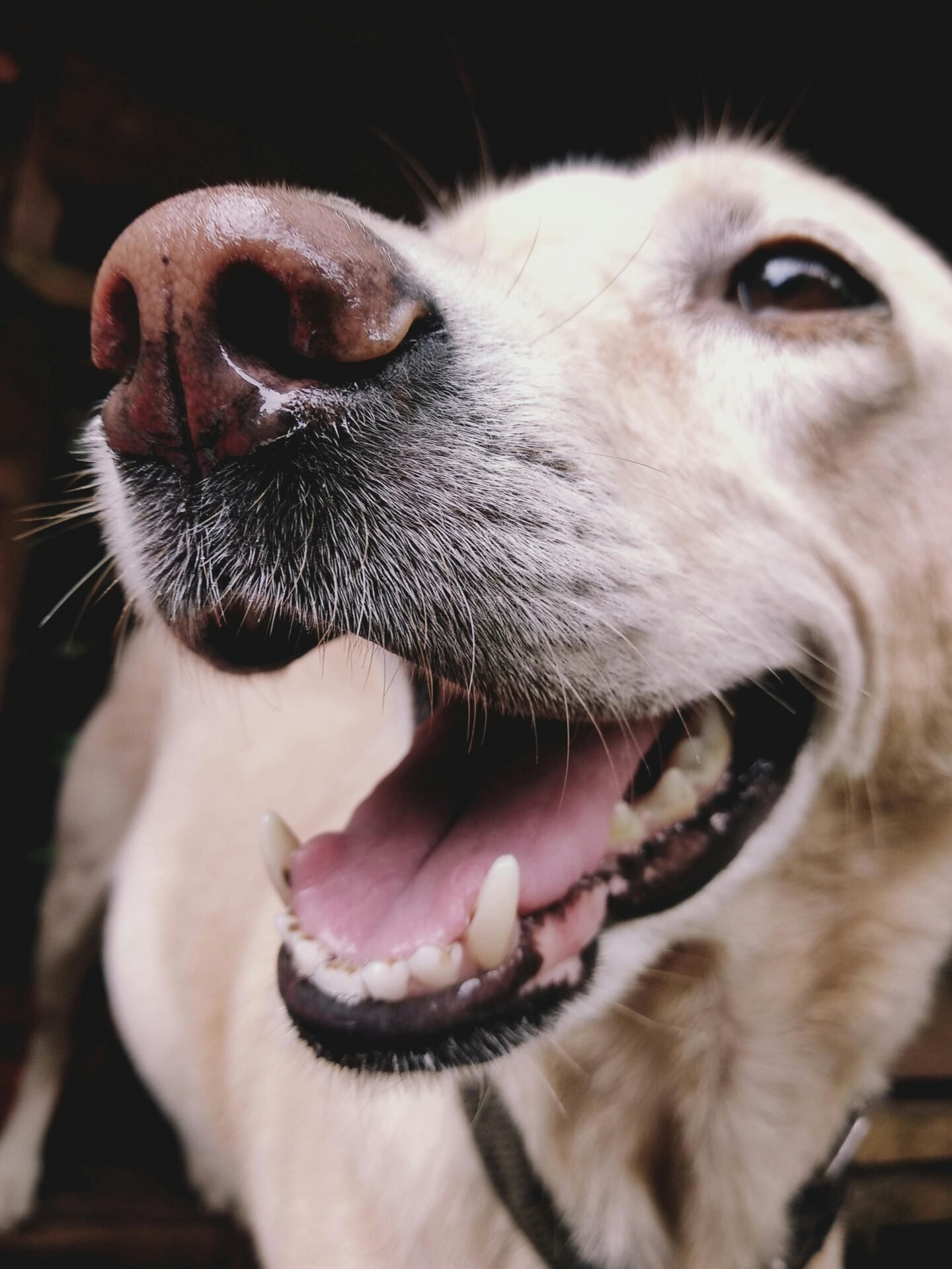 Nahaufnahme des Gesichts eines glücklichen Hundes mit markanter Schnauze und offenem Maul, das Zähne zeigt. Das helle Fell und die ausdrucksstarken Augen des Hundes werden durch sein sichtbares Halsband ergänzt. All dies vor einem dunklen Hintergrund, der seine fröhlichen Gesichtszüge hervorhebt.