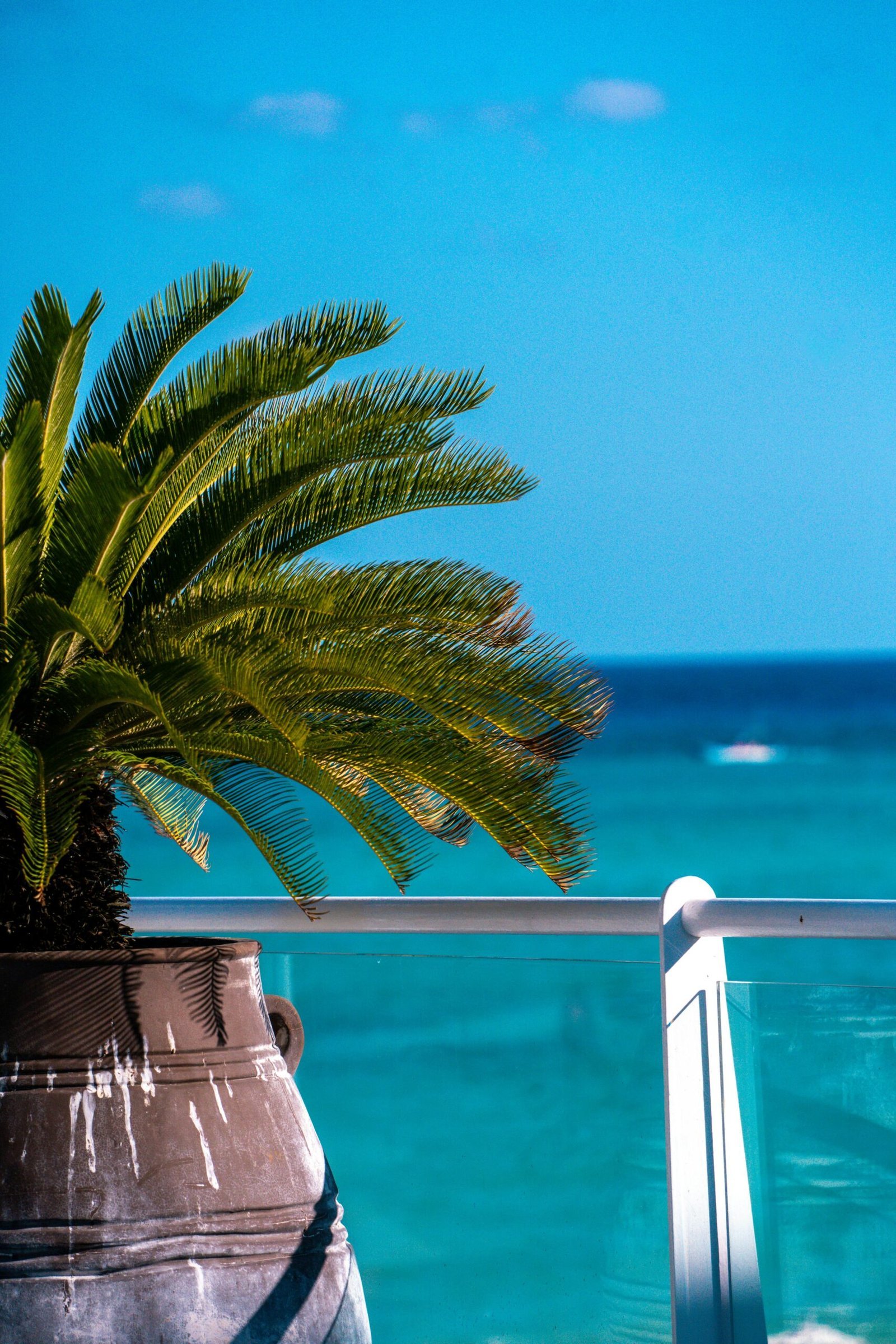 Eine Palme in einem großen Topf vor einer Glas-Reling am Meer. Es ist wunderbares Wetter und eine friedliche Atmosphäre, die den Charakter der thailändischen Weisheit "Mai pen rai" unterstreicht.