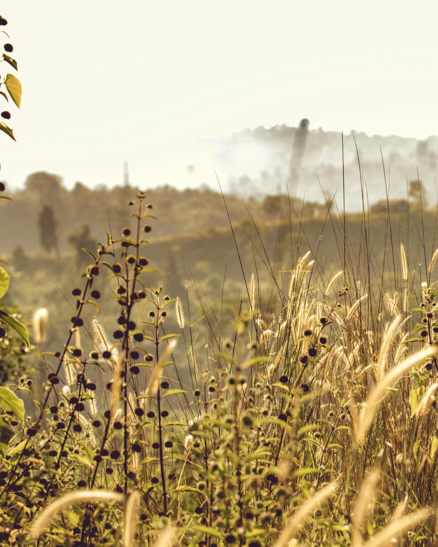 Eine sonnenbeschienene Wiese mit sanften Hügeln im Hintergrund.