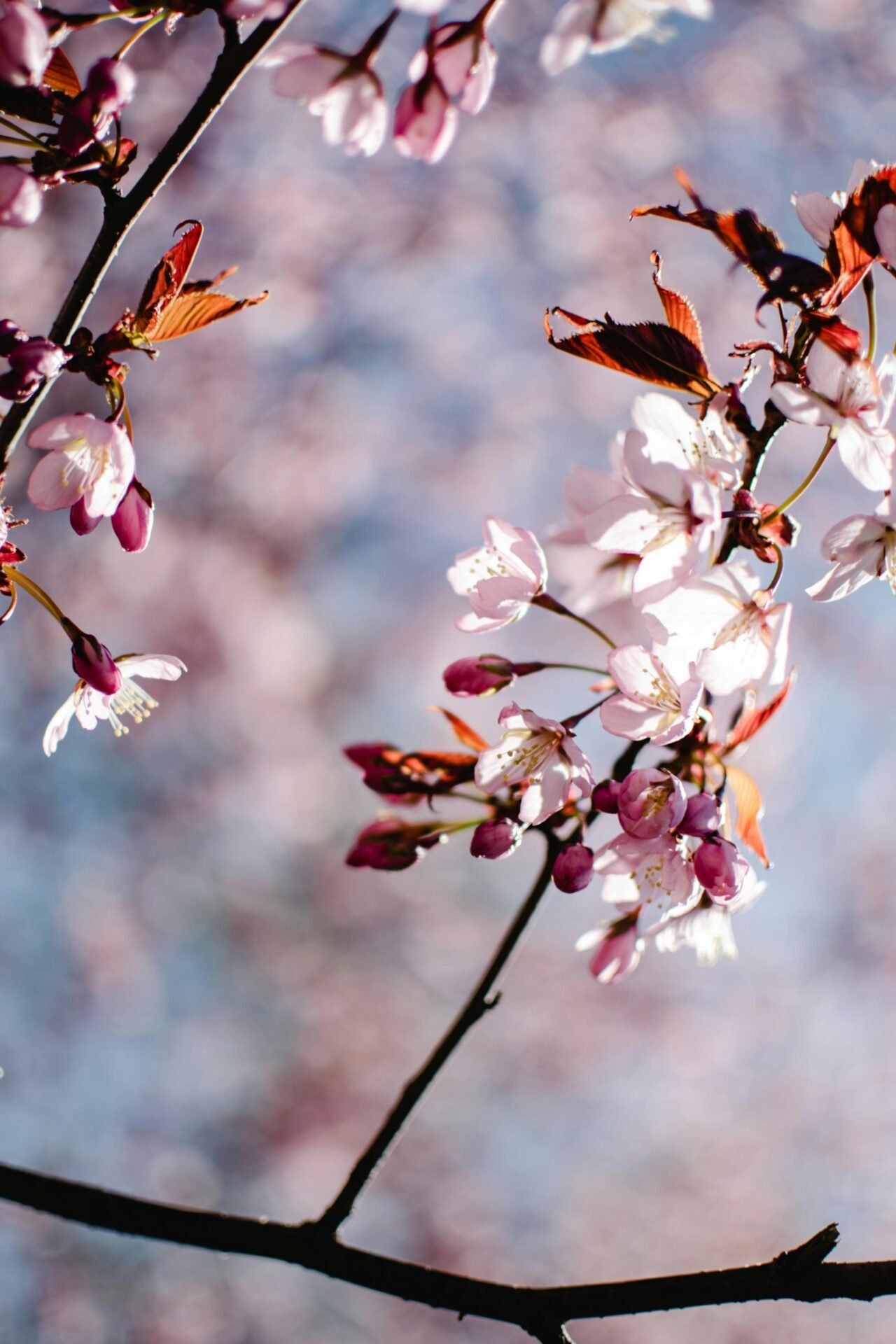 Kirschblüten im Sonnenschein.
