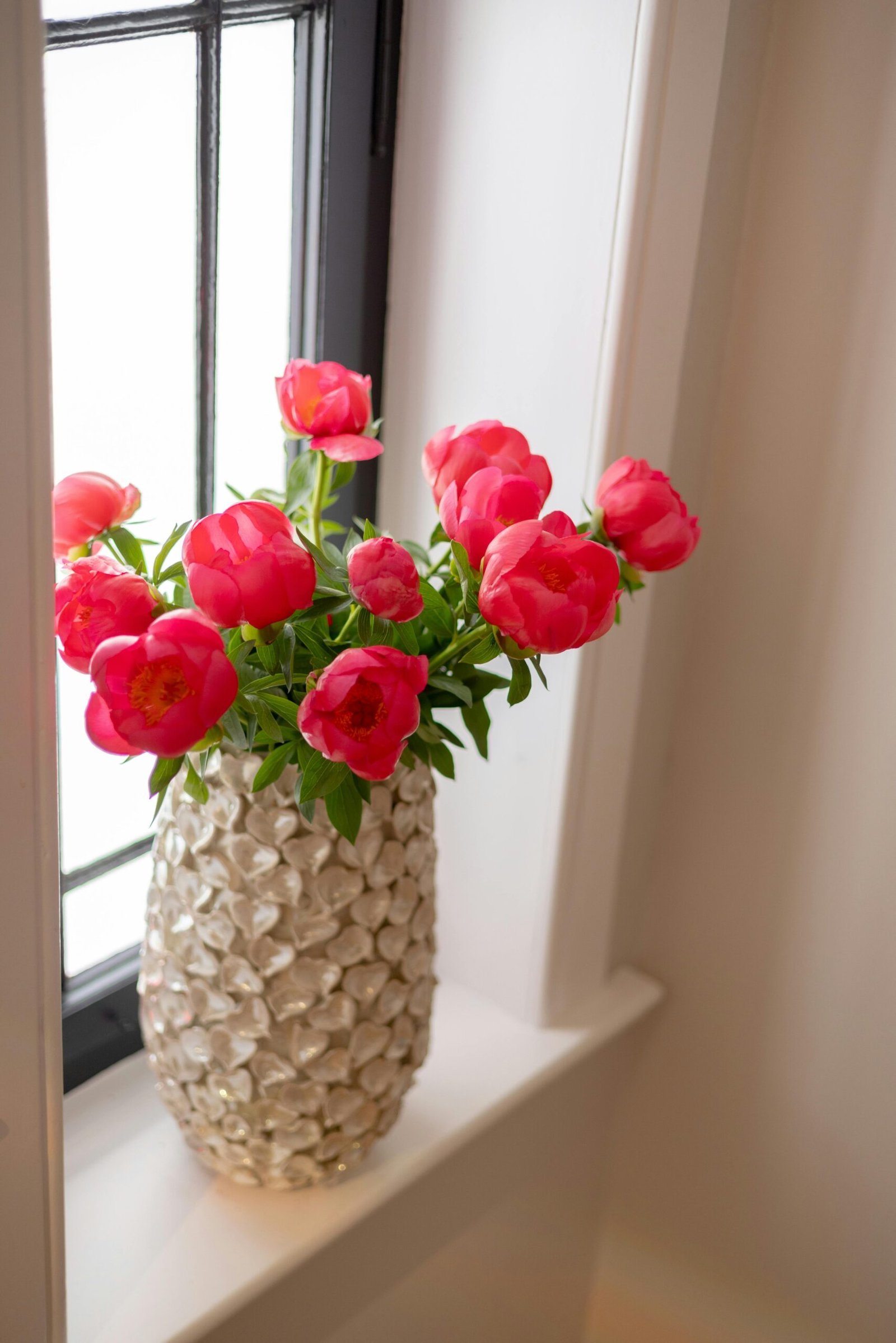 Ein Strauß rot-rosafarbener Pfingstrosen in einer weißen Vase am Fenster - ein Symbol des Wachsens und Aufblühens.