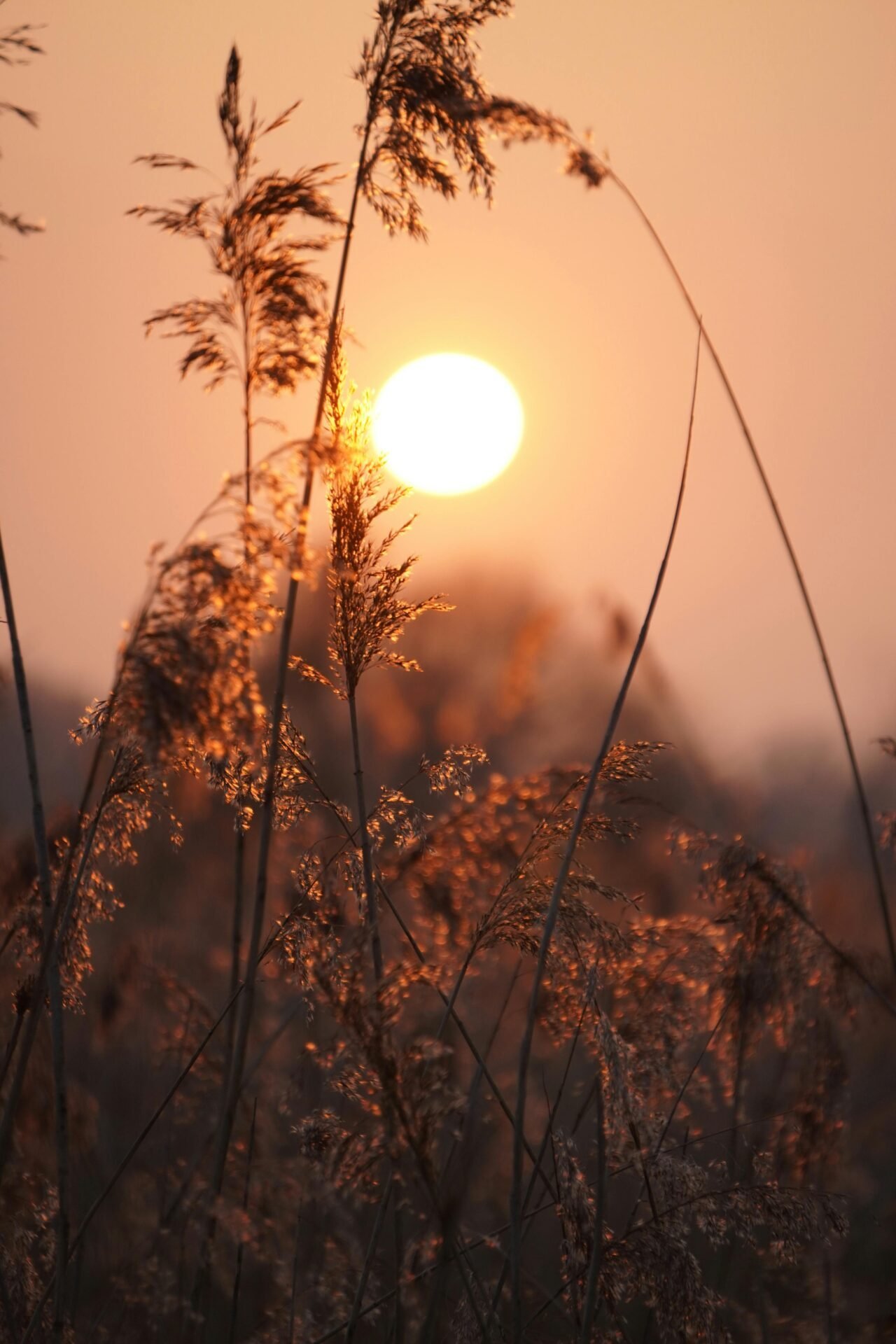 Hohe Grassilhouetten erinnern uns daran, Prioritäten zu setzen, während die Sonne am orangefarbenen Horizont untergeht.