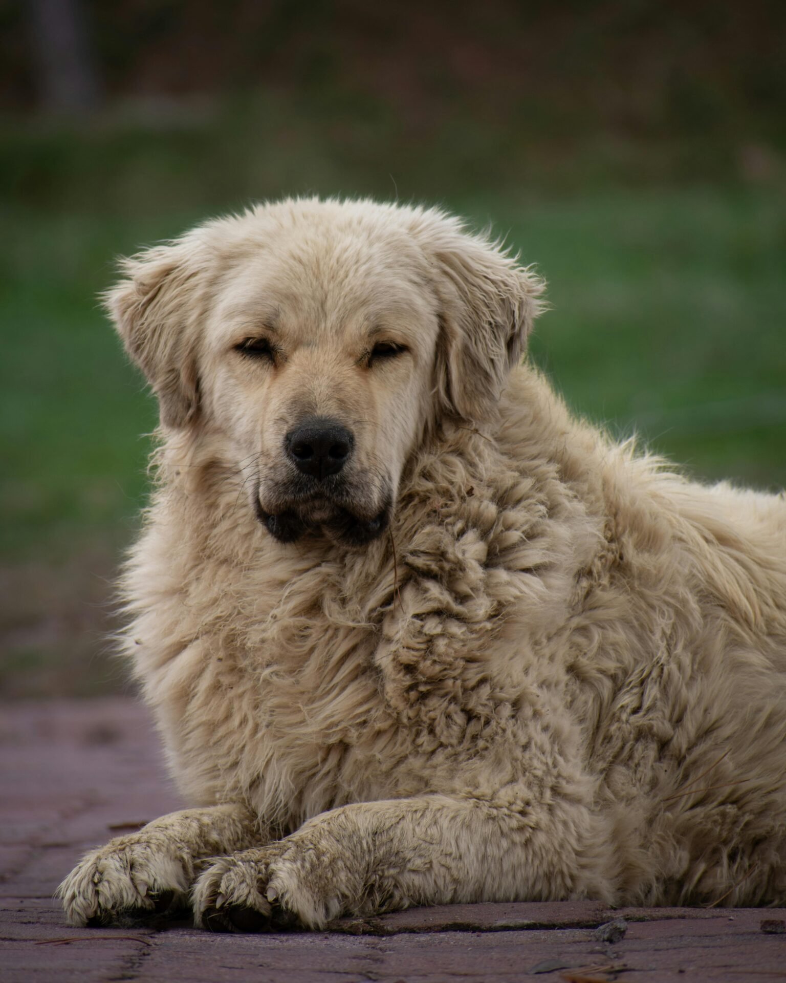 Ein großer, flauschiger Hund mit dichtem, cremefarbenem Fell liegt auf einer gepflasterten Fläche. Sein entspannter und dennoch aufmerksamer Gesichtsausdruck vor einem verschwommenen grün-braunen Hintergrund lässt das Glück dieses zufriedenen Hundes erkennen.