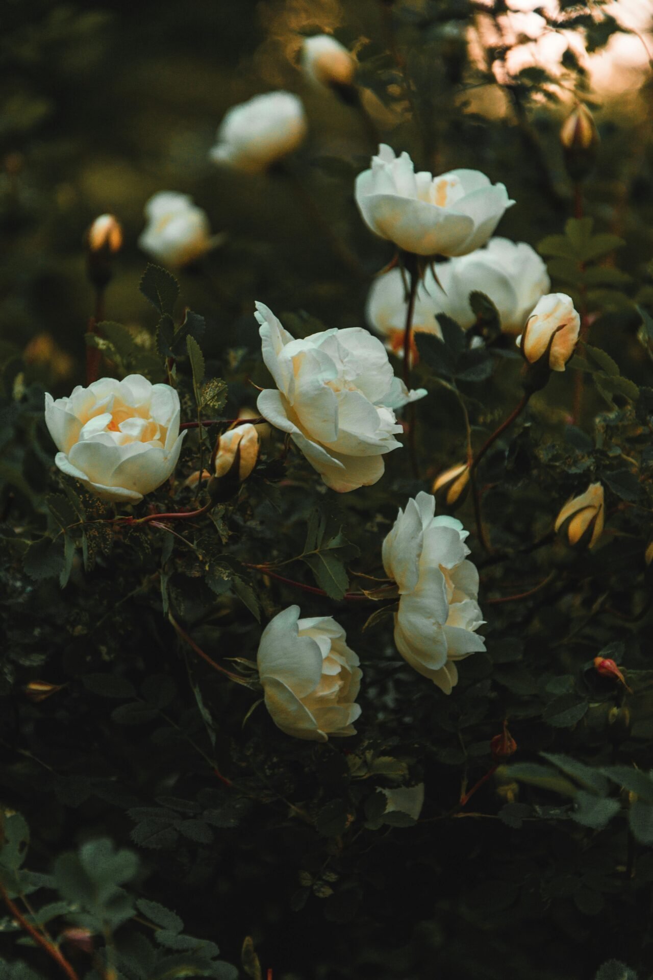 Weiße Rosen in verschiedenen Blütestadien, umgeben von grünen Blättern und Rosenknospen, sind in warmes, sanftes Abendlicht getaucht.