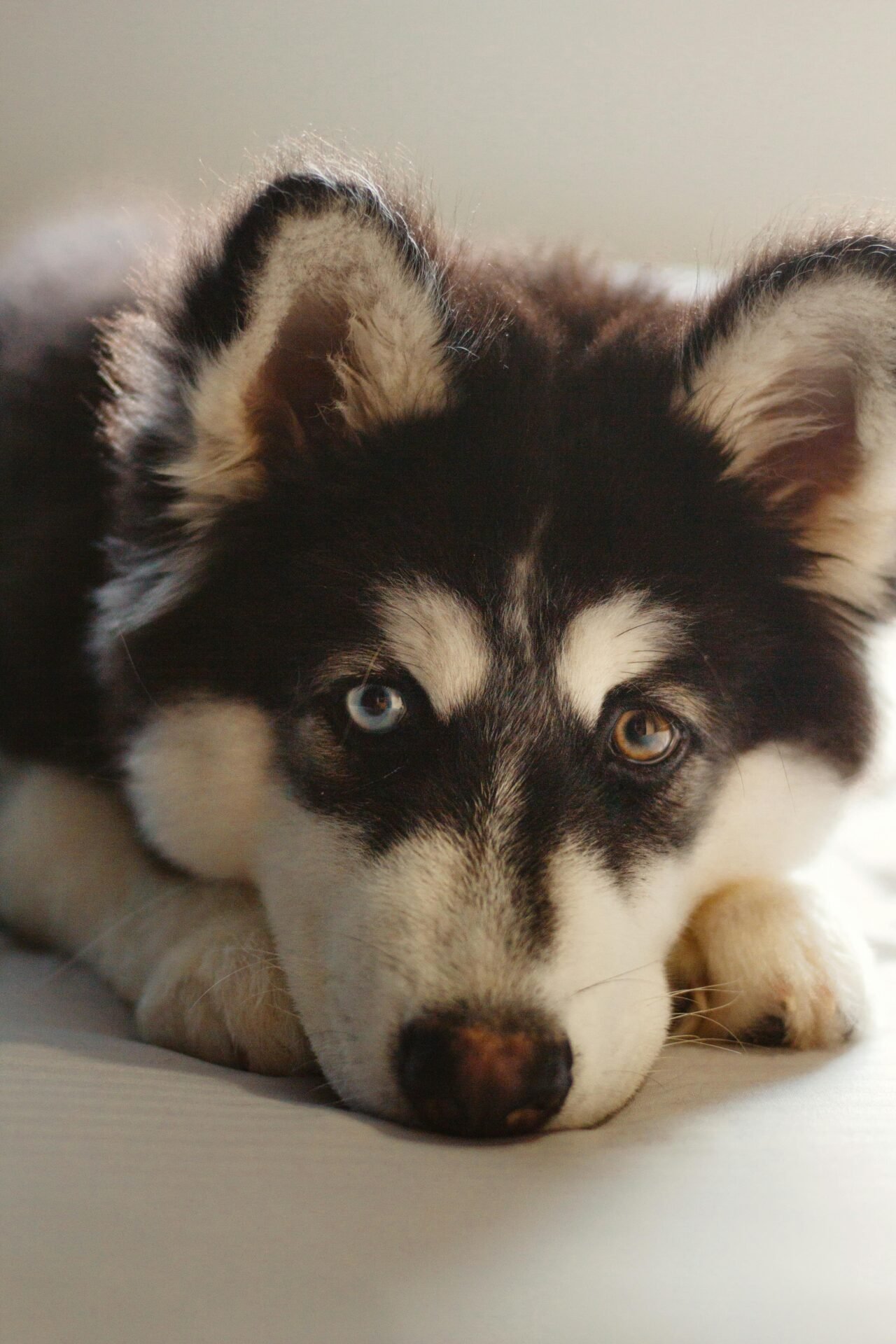 Ein flauschiger Glückshund mit einem blauen und einem braunen Auge liegt auf einer hellen Fläche und blickt nach vorne. Die Ohren des Hundes sind aufgestellt, und sein schwarz-weißes Fell unterstreicht sein markantes Aussehen.