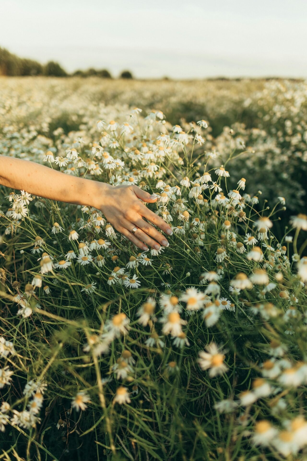 Eine Frau, Pippi Langstrumpf oder die Leserin, fährt mit der Hand über ein Margeriten-Feld im Sonnenschein.
