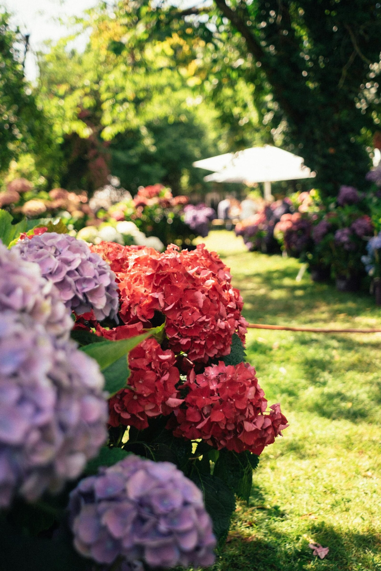 Ein sonniger Garten mit lila und pinken Hortensien zum Innehalten und Lebensziel finden.