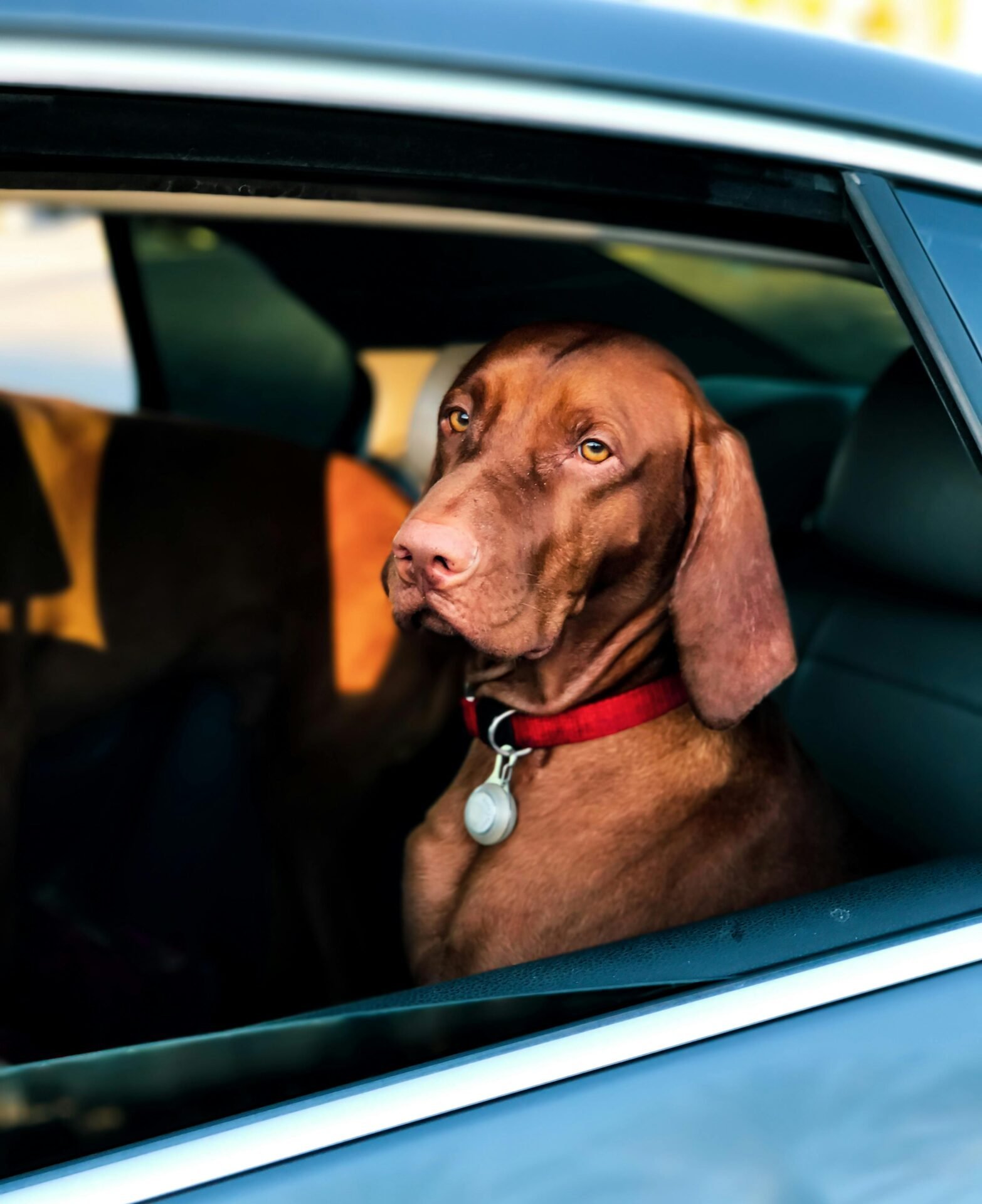 Ein brauner Hund mit rotem Halsband sitzt in einem Auto und blickt aus dem halb geöffneten Fenster. Der Blick des Hundes ist ruhig, und Sonnenlicht erhellt sein Gesicht und verkörpert den Geist des „Glücks“. Der Innenraum des Autos bleibt derweil schwach beleuchtet.