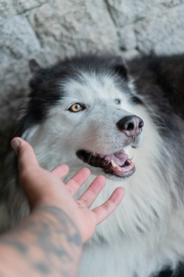 Hand streckt sich aus, um einen glücklichen Hund mit gemischten Fellfarben zu streicheln.